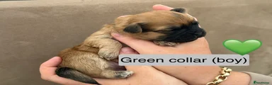 Shih Tzu Puppy 1