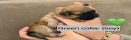 Shih Tzu dogs for sale: Shihtzu puppies - Advert 7