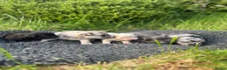 French Bulldog dogs for sale: Fluffy French bulldog puppies 🐕 in Winscombe - Advert 24