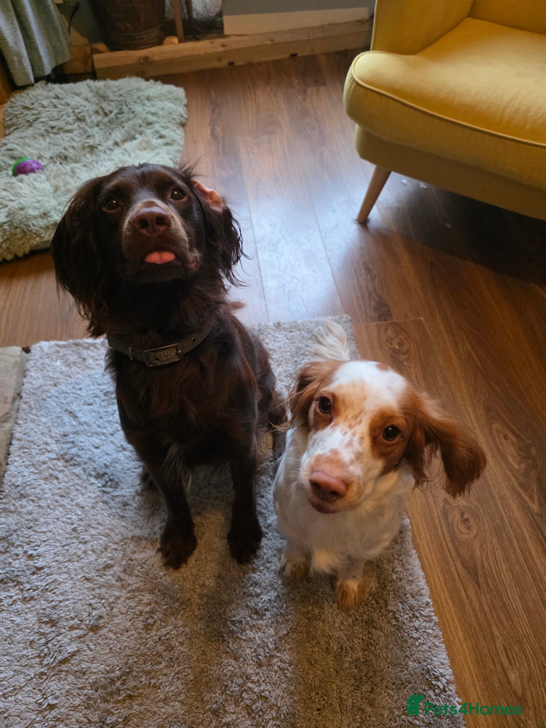 Cocker Spaniel dogs for sale: Beautiful Spaniel pups! - Advert 7