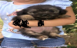 Mixed Breed dogs for sale: Toy yorkiepoos for sale  - Image 1