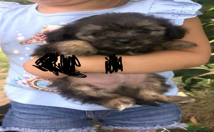 Mixed Breed dogs - Advert 1