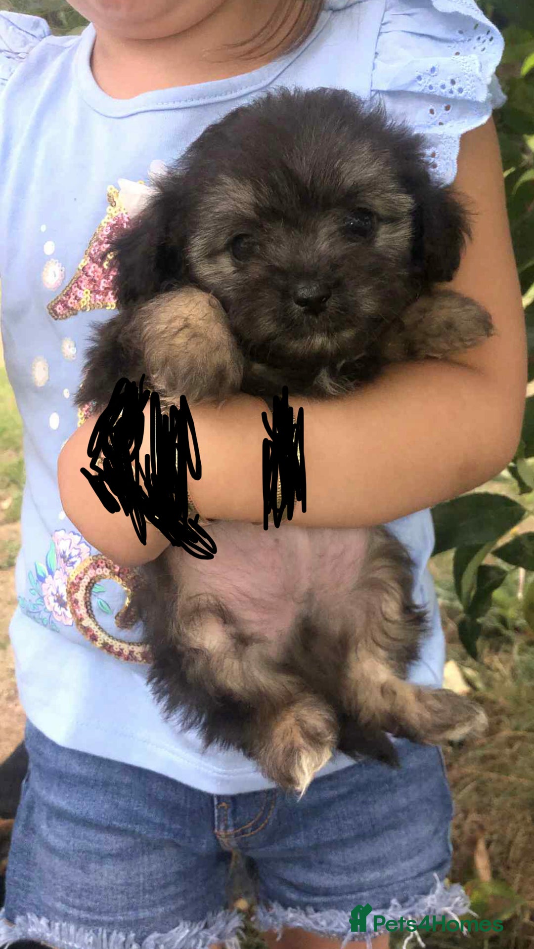 Mixed Breed dogs for sale: Toy yorkiepoos for sale  - Image 1