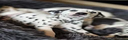 Dalmatian dogs for sale: Beautiful KC Reg Dalmatian Puppies in Newport - Advert 14