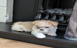 Mixed Breed dogs for sale: ShiChi - Image 4