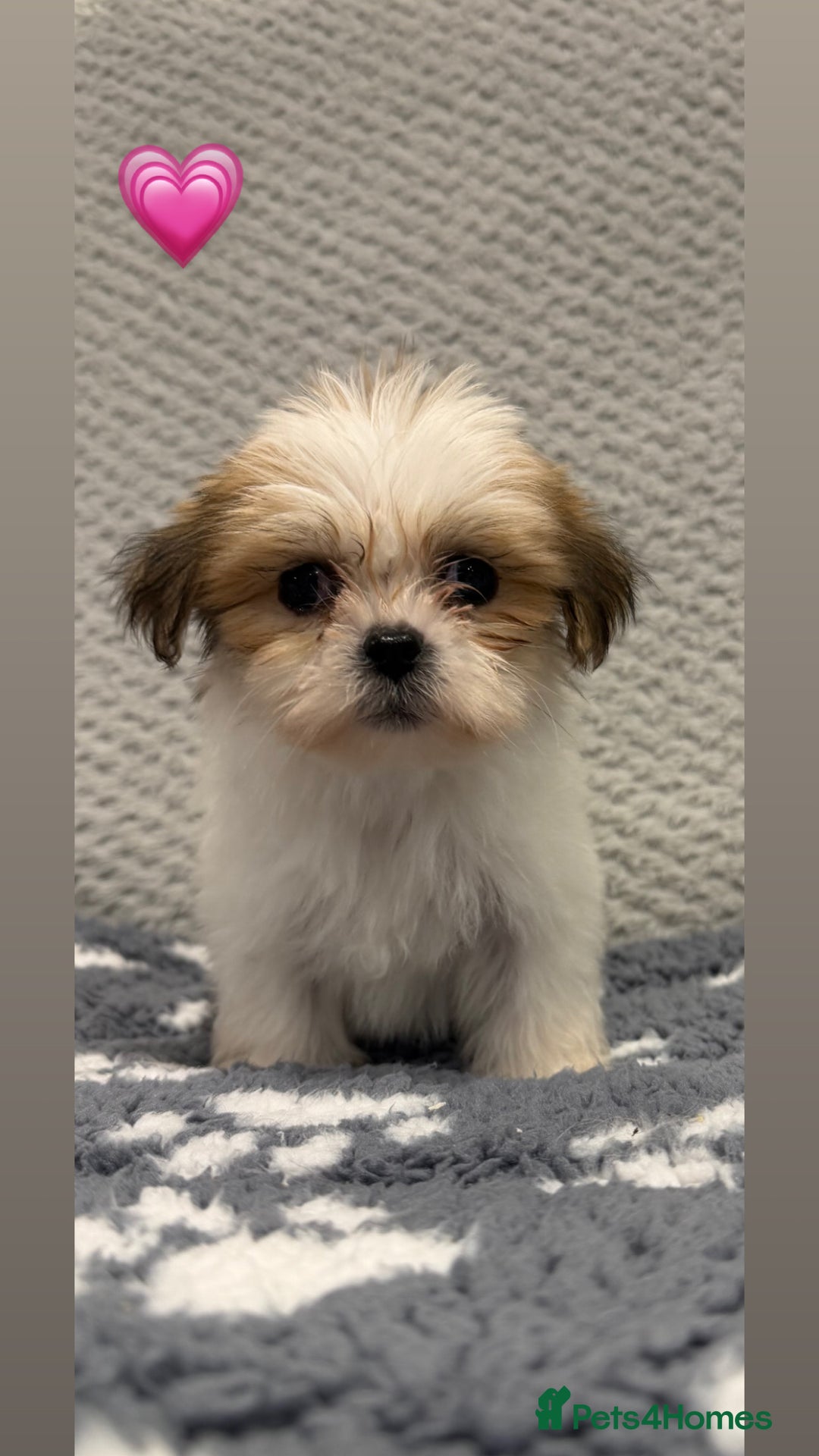 Lhasa Apso dogs for sale: Lhasa apso puppies 🐶 - Advert 21