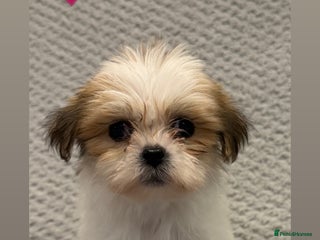 Lhasa Apso dogs Lhasa apso puppies 🐶 - Advert 2