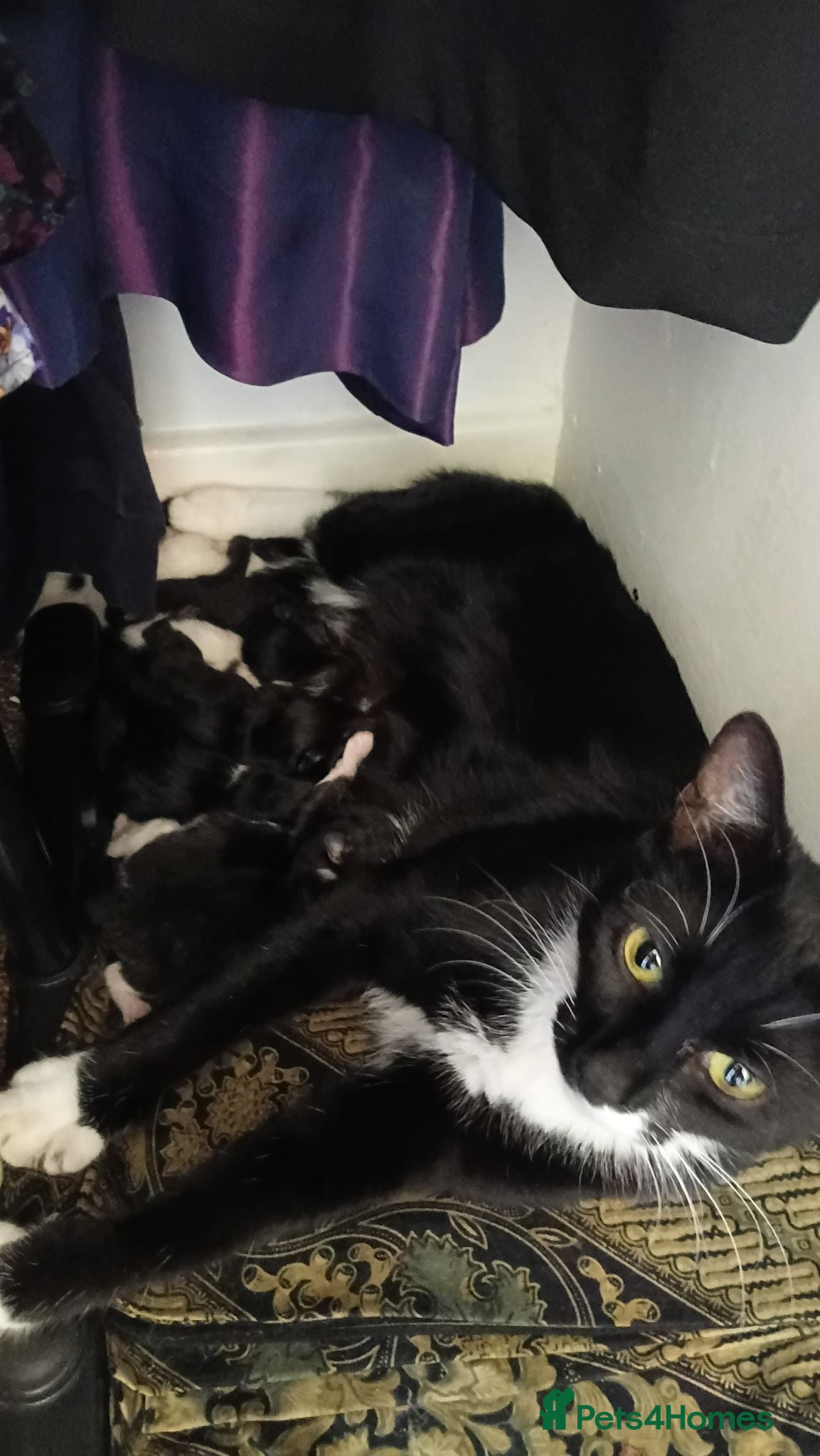 Mixed Breed cats 7 adorable kittens ready in September - Advert 4