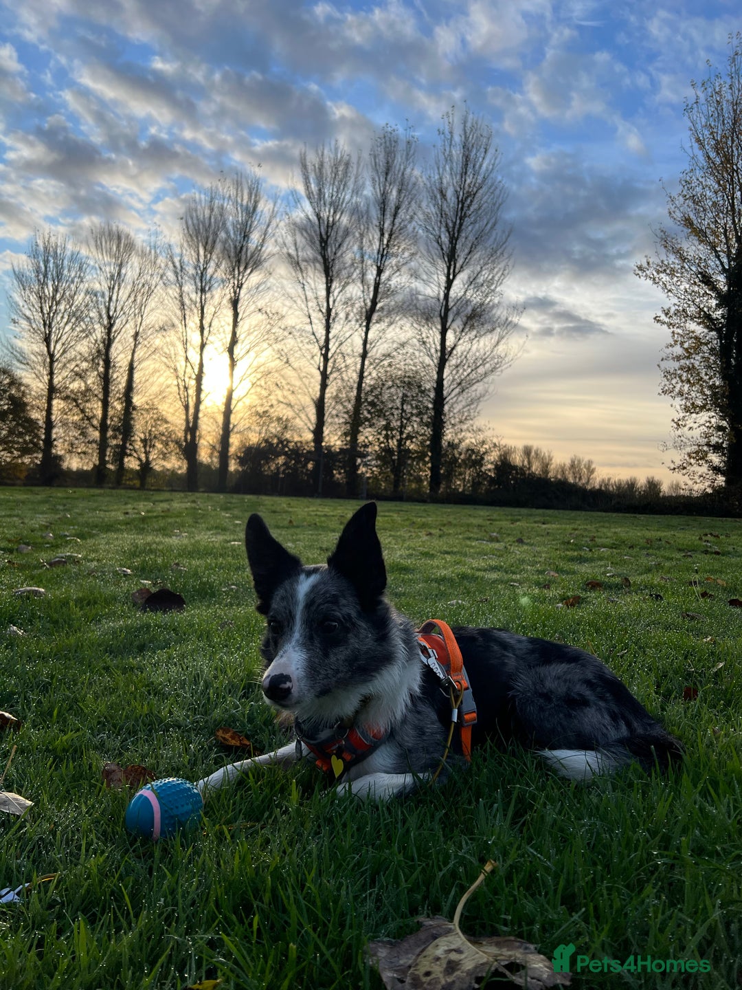 Border Collie dogs for sale: Merle border collie male  - Advert 8