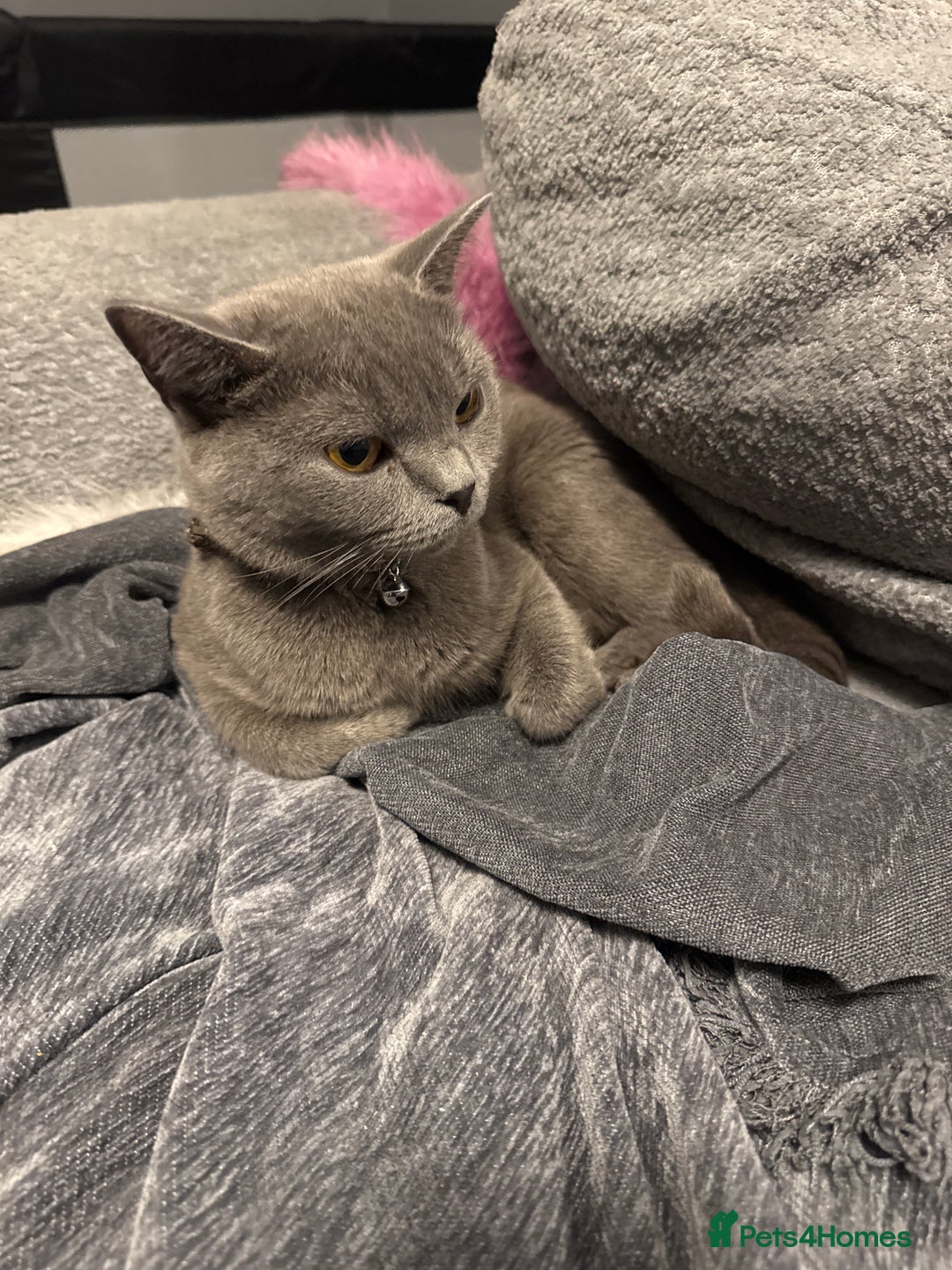 British Shorthair cats for sale: 👉 British Shorthair Kittens – Ready 14 Feb - Advert 11