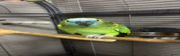 Parrots birds for sale: Amazon Parrot in Bradford - Advert 1