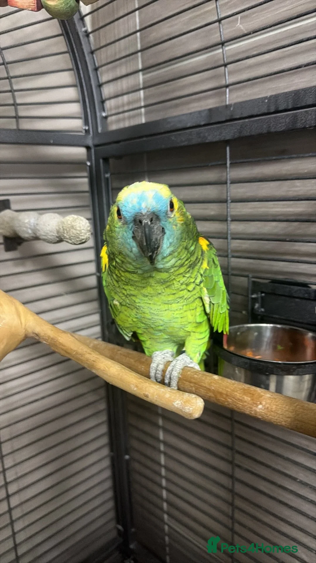 Parrots birds for sale: Amazon Parrot in Bradford - Advert 1