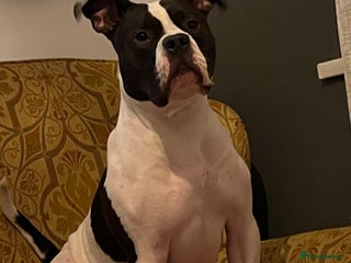 American Bulldog dogs American bulldog - Advert 14