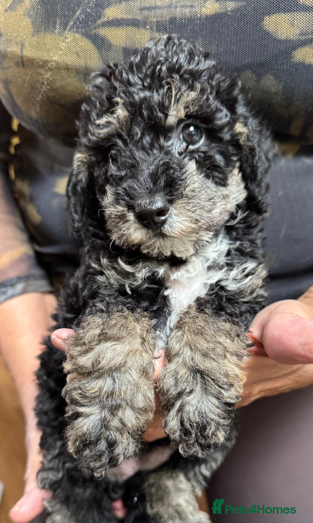 Schnoodle dogs for sale: Miniature Schoodle puppies - Image 7