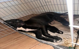 Cane Corso dogs for sale: Cane Corso Puppies for Sale - Image 12