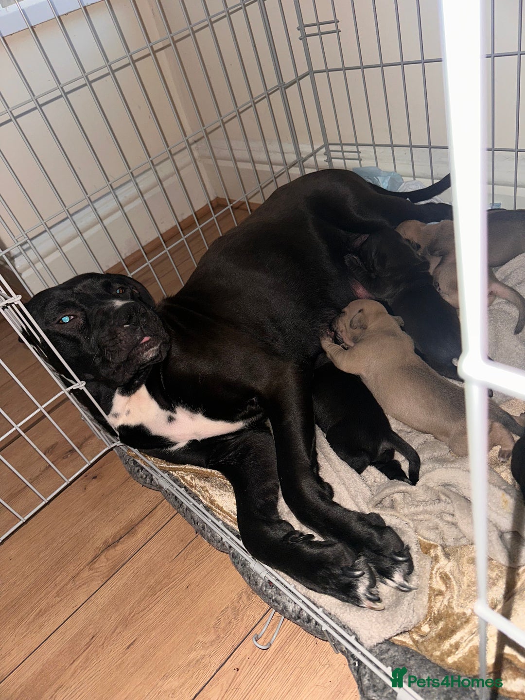Cane Corso dogs for sale: Cane Corso Puppies for Sale - Image 12