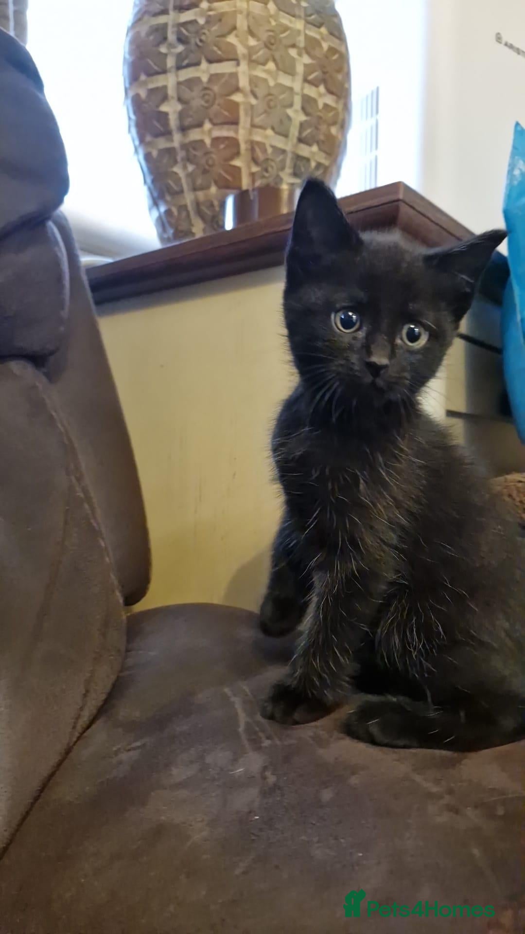 Mixed Breed cats 1 black girl available  - Advert 9