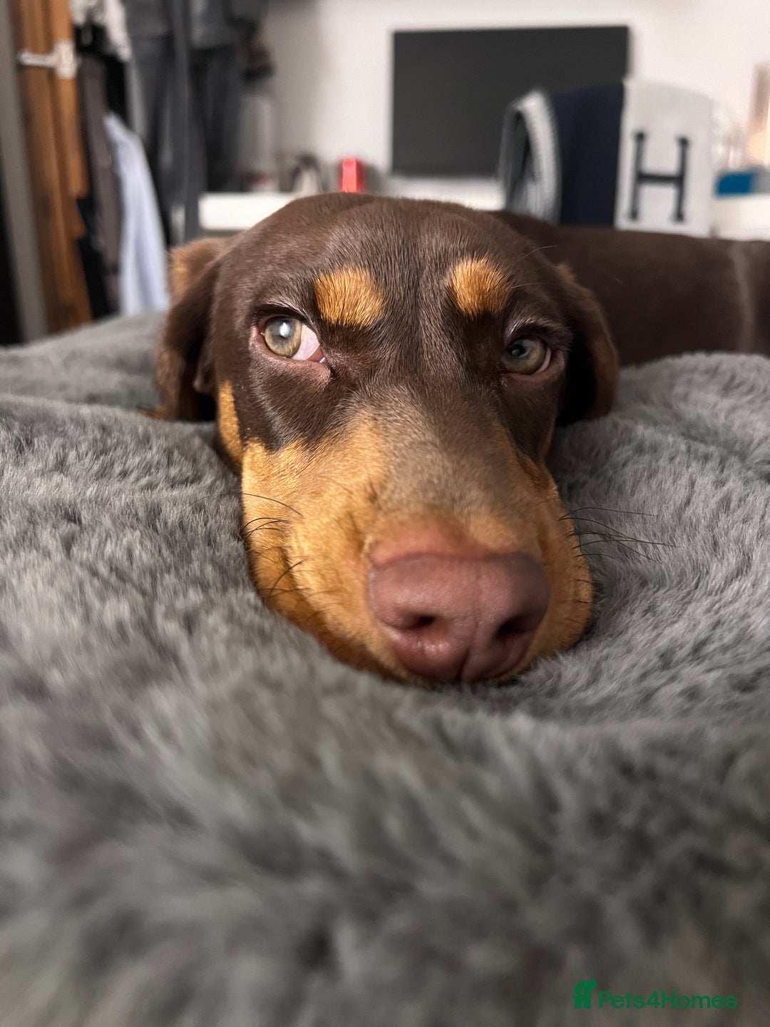 Mixed Breed dogs for stud: Meet Wilbur – Our 1/1 Cocker Spaniel x Dachshund - Image 16