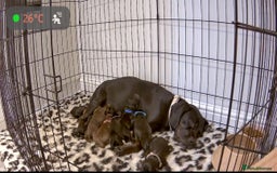 Mixed Breed dogs for sale: Cocker Spaniel cross Labrador - Image 9