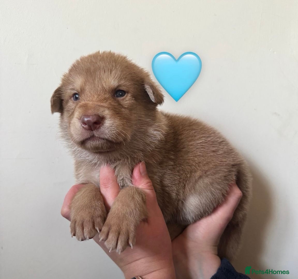 Saarloos Wolfdog dogs Stunning Low Content Wolfdog Puppies - Advert 1