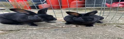 Rex rabbits for sale: Beautiful Baby Rex Bunnies 11 Weeks old  - Advert 5