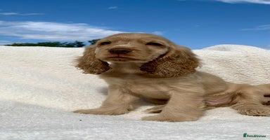 Cocker Spaniel dogs - Advert 13