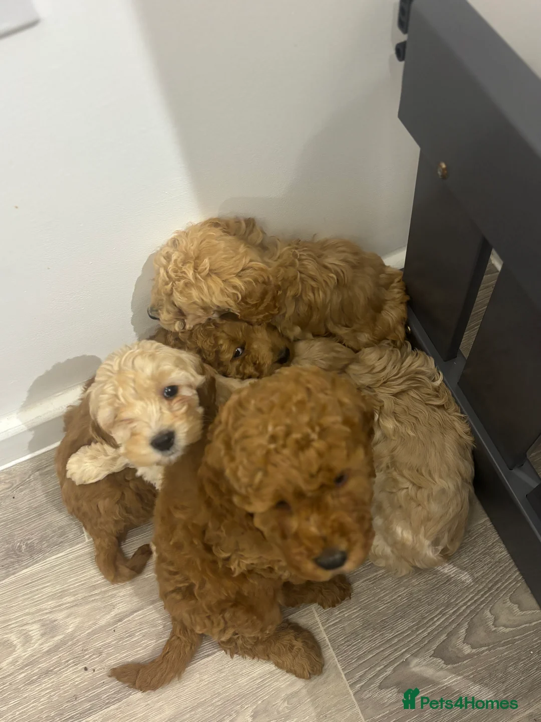 Cavapoo dogs for sale: F1 Ruby Red Cavapoo pups  - Advert 7