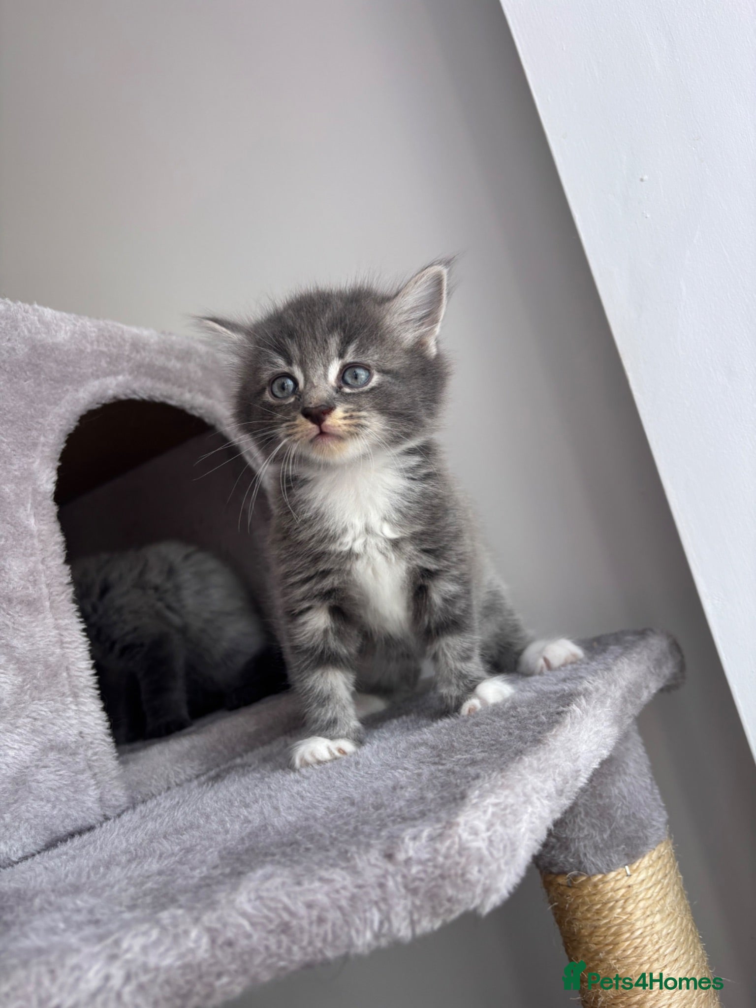 Mixed Breed cats Beautiful kittens   - Advert 6