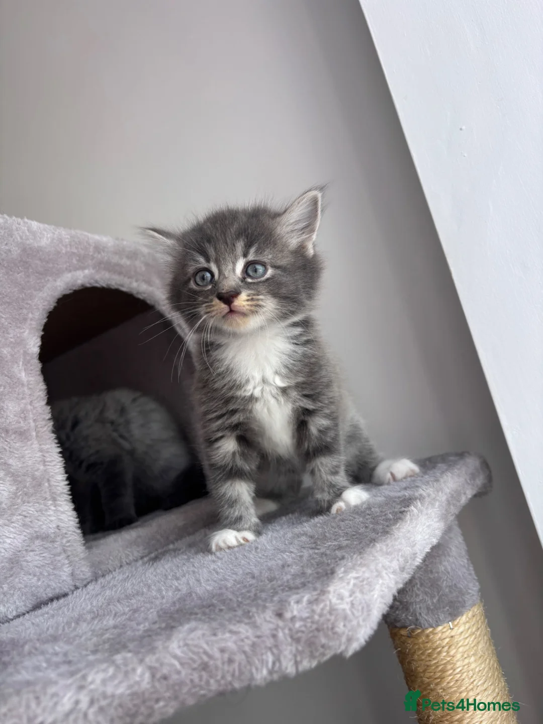 Mixed Breed cats for sale: Beautiful kittens   - Advert 1