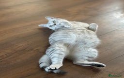 British Shorthair cats for sale: Female British Shorthair - Image 6