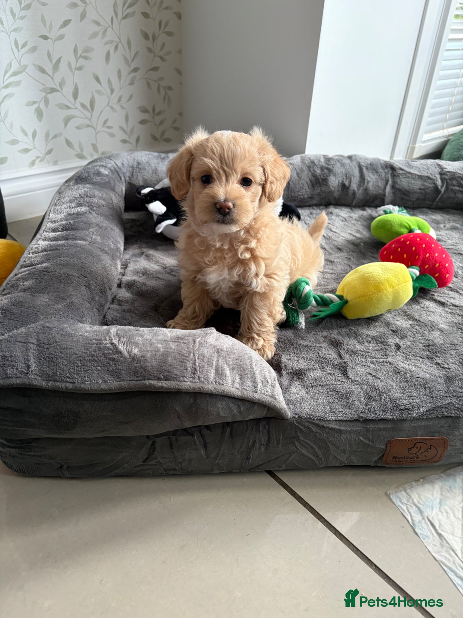 Maltipoo dogs Maltipoo puppies for sale  - Advert 9