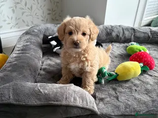 Maltipoo dogs Maltipoo puppies for sale - Advert 5
