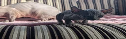 Sphynx cats for sale: Ready for reservation  - Advert 29
