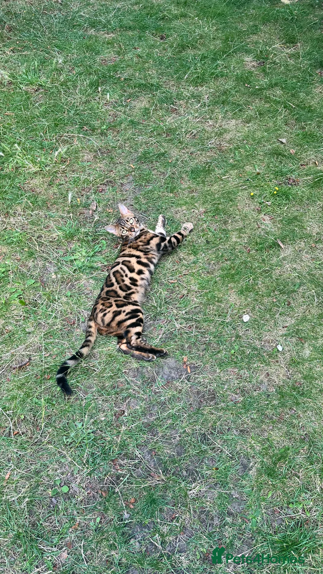 Bengal cats for sale: Looking for a loving forever home for Rusik - Advert 15
