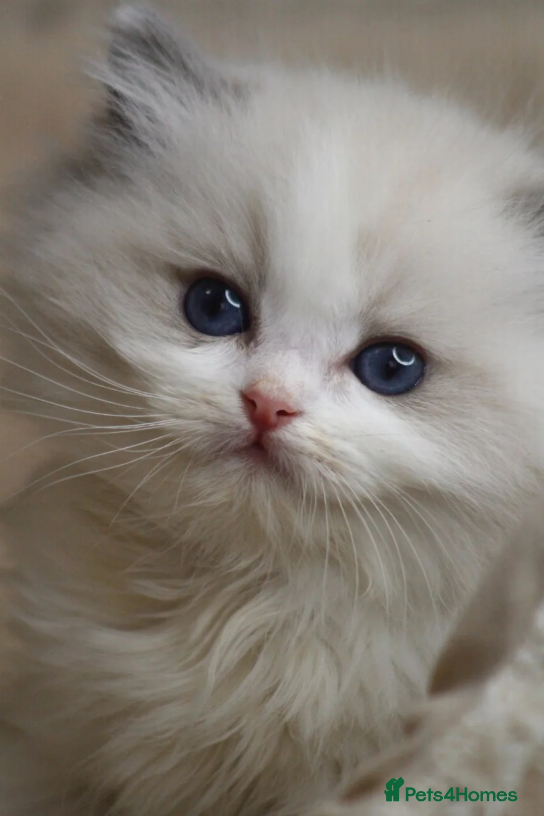 Ragdoll cats for sale: Purebred Ragdoll kittens  - Advert 2