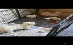 Maltese dogs for sale: 𝐓𝐢𝐧𝐲 𝐊𝐨𝐫𝐞𝐚𝐧 𝐌𝐚𝐥𝐭𝐞𝐬𝐞 𝐩𝐮𝐩𝐬 🐶  - Image 3