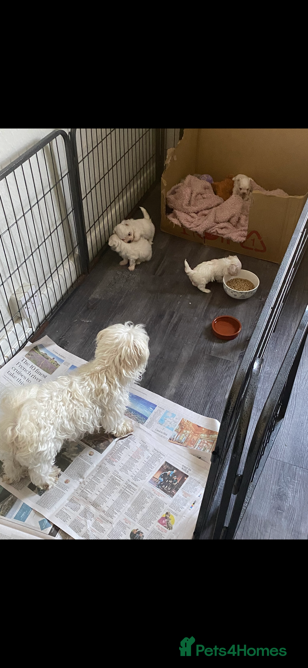 Maltese dogs for sale: 𝐓𝐢𝐧𝐲 𝐊𝐨𝐫𝐞𝐚𝐧 𝐌𝐚𝐥𝐭𝐞𝐬𝐞 𝐩𝐮𝐩𝐬 🐶  - Image 3