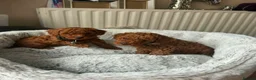 Toy Poodle dogs for sale: Beautiful Toy poodle  - Advert 5