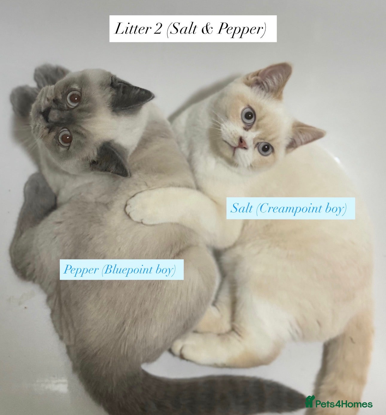 British Shorthair cats RARE Tortie/Colourpoint British shorthair kittens  - Advert 14