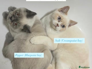 British Shorthair cats RARE Tortie/Colourpoint British shorthair kittens - Advert 5