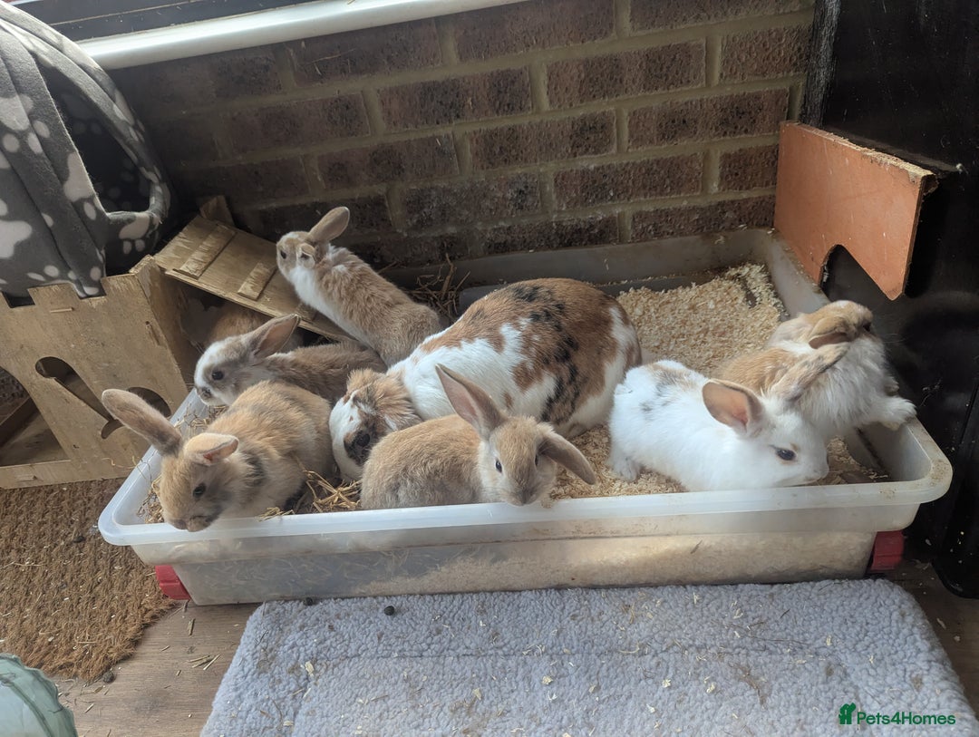 English Lop rabbits for sale: Lop mixed dot baby rabbits  - Advert 13