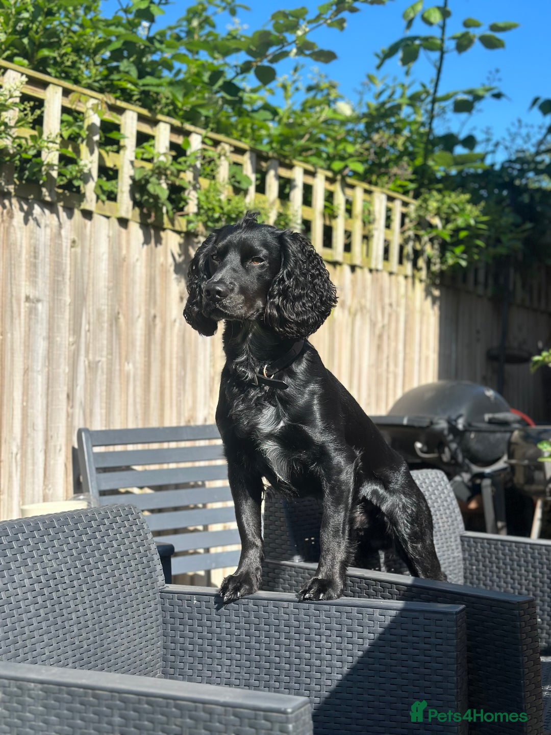 Cocker Spaniel dogs for sale: 6 beautiful Cocker Spaniel puppies.  - Advert 19