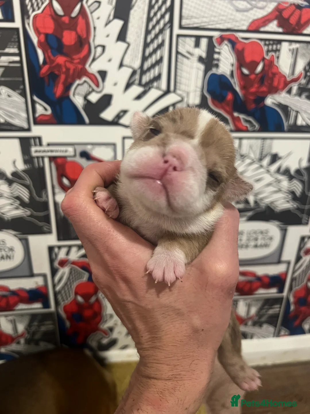 English Bulldog dogs for sale: English bulldog - Advert 2