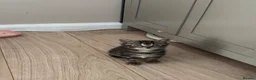Mixed Breed cats for sale: 2 x beautiful male kittens - Advert 6