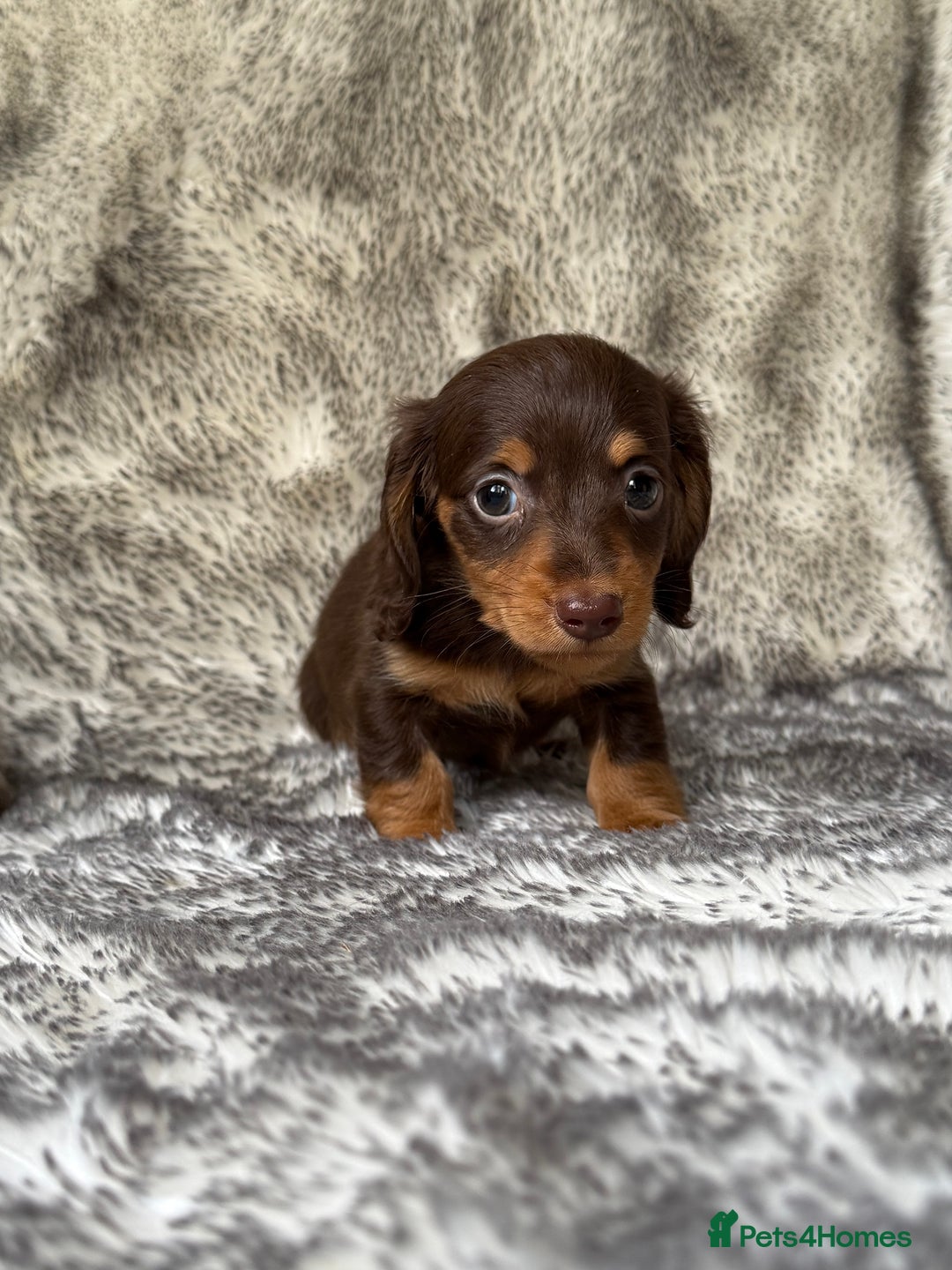 Miniature Dachshund dogs for sale: ⭐️ long haired minature dachshunds ⭐️ - Image 10