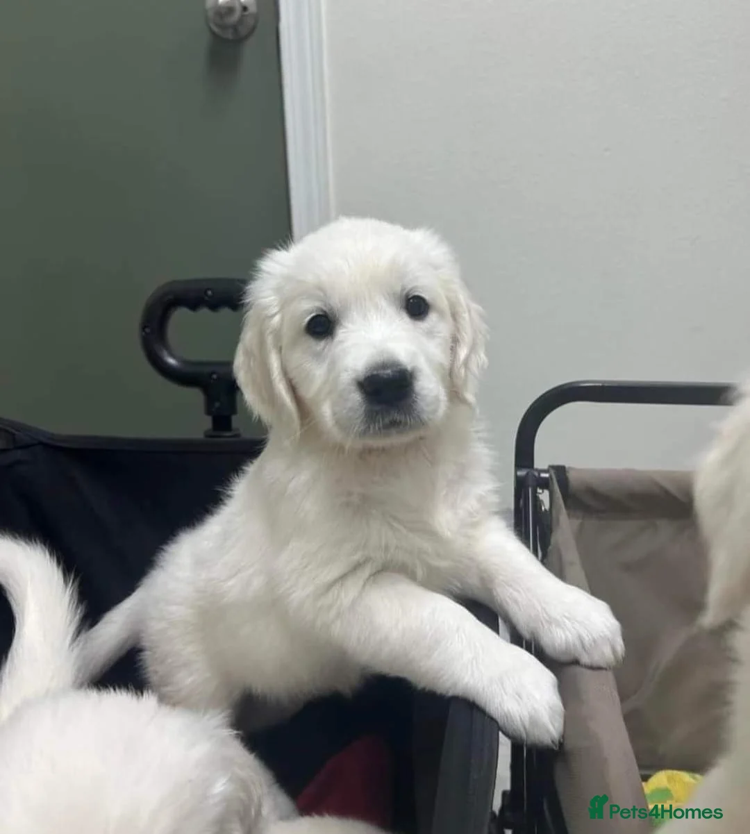 Golden Retriever dogs for sale: Golden retriever puppies  in Glossop - Advert 2