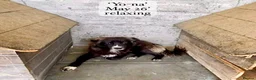 Mixed Breed dogs for adoption: Yo-Na, 2 yrs approx. Available for adoption. in Brixham - Advert 20