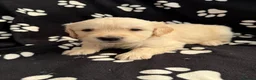 Golden Retriever dogs for sale: Kennel Club Health Tested Golden Retriever Puppies - Advert 29