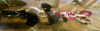 Mixed Breed 3