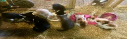 Mixed Breed cats for sale: Kittens in Belper - Advert 1
